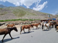 /album/fotogalerie-pakistan/20250621-122302-jpg/